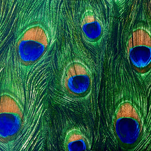 Load image into Gallery viewer, Grapes x Fans - Starter Set